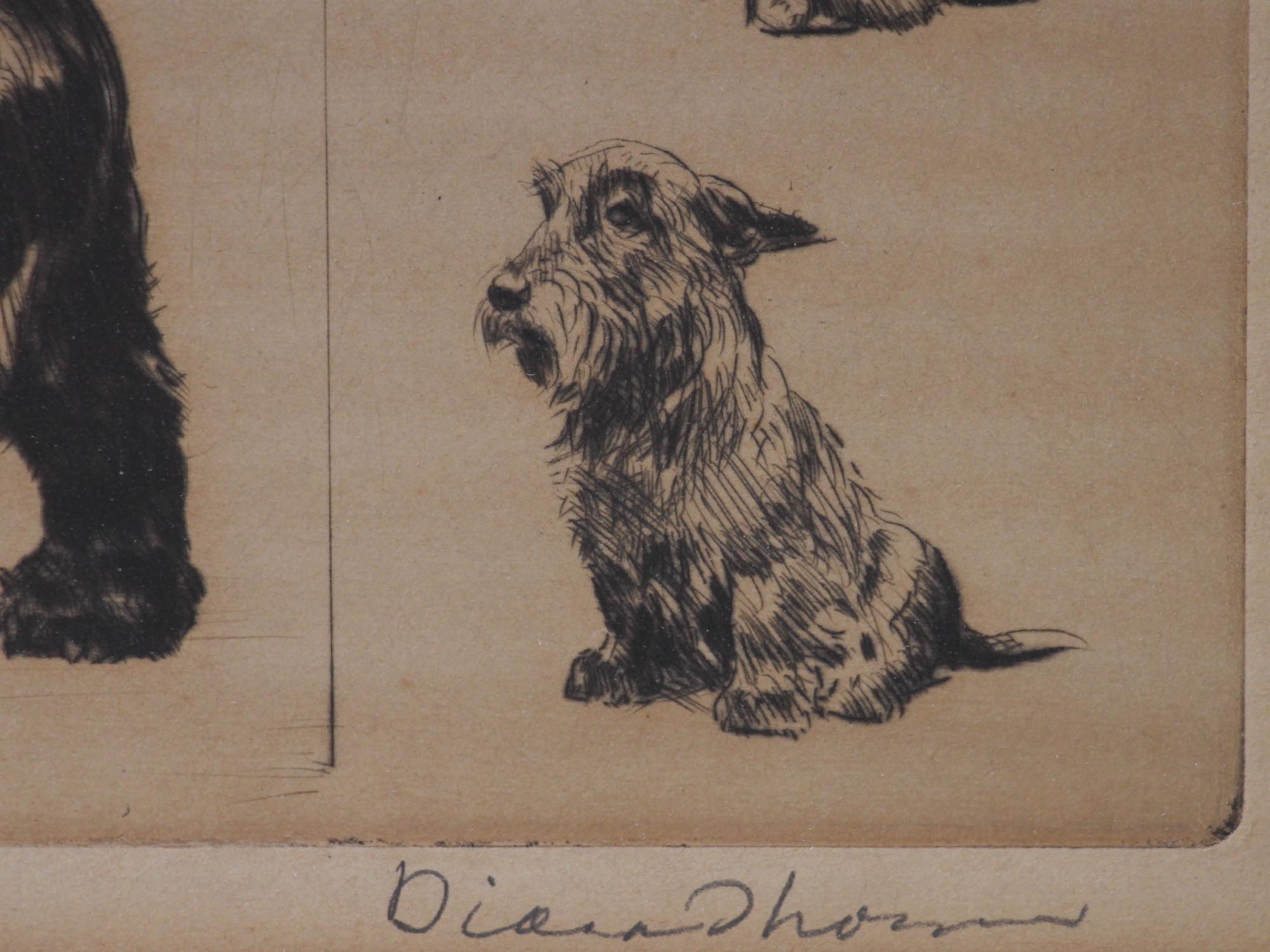 AN ORIGINAL AMERICAN ETCHING DOG BY DIANA THORNE PIC-5